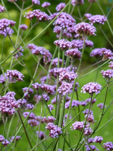 Verbena bonariensis fleur